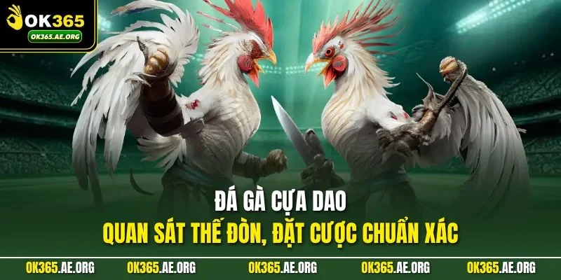 đá gà cựa dao luôn tạo ra sức hút mạnh