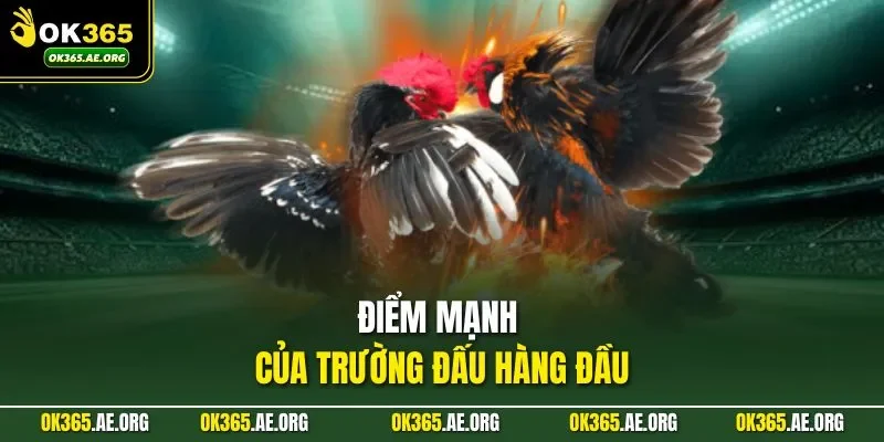 Trường Gà Savan - Điểm Hẹn Của Những Sư Kê Lão Làng 2 Điểm mạnh của trường đấu hàng đầu