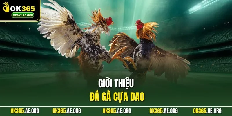 Giới thiệu đá gà cựa dao