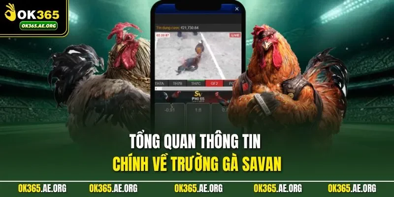 Trường Gà Savan - Điểm Hẹn Của Những Sư Kê Lão Làng 1 Tổng quan thông tin chính về trường gà Savan