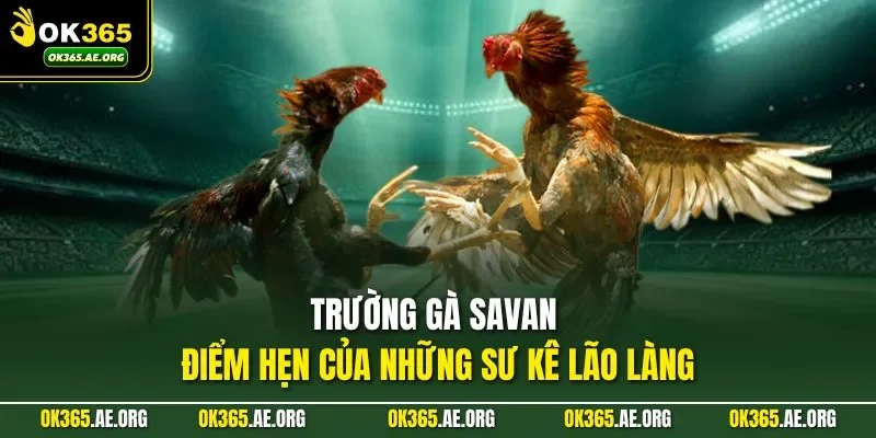 Trường gà Savan chính là lựa chọn hoàn hảo